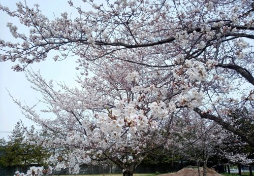 桜が開花しました